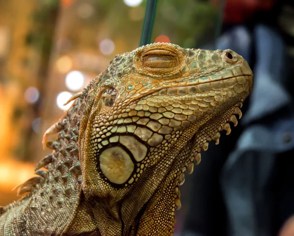 Iguana, guana — Stock Photo, Image